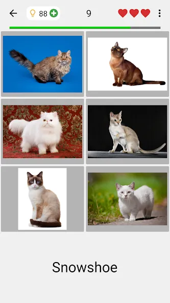 Cats Quiz Guess Popular Breeds  [МОД Меню] Screenshot 2