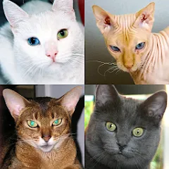 Взломанная Cats Quiz Guess Popular Breeds  [МОД Меню] - полная версия apk на Андроид