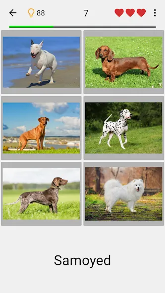 Dogs Quiz - Guess All Breeds!  [МОД Много монет] Screenshot 1