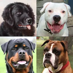 Взлом Dogs Quiz - Guess All Breeds!  [МОД Много монет] - последняя версия apk на Андроид