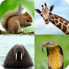 Скачать взломанную Animal Quiz: Guess the Animal  [МОД Много монет] - стабильная версия apk на Андроид