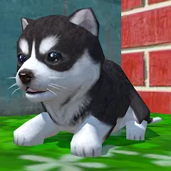 Взломанная Cute Pocket Puppy 3D (Сьют Покет Паппи 3Д)  [МОД Бесконечные деньги] - полная версия apk на Андроид