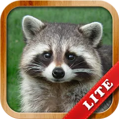 Скачать взломанную Animals for Kids  [МОД Unlimited Money] - последняя версия apk на Андроид